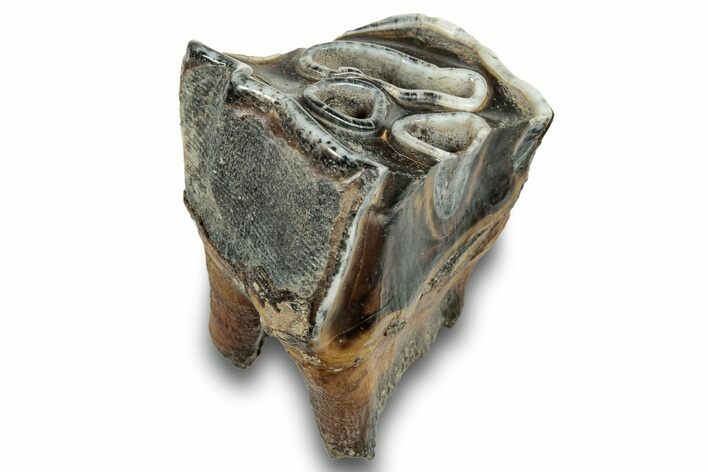 Fossil Woolly Rhino (Coelodonta) Tooth - Siberia #253957